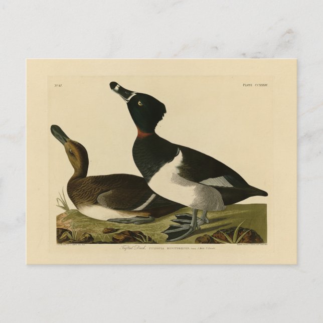 Ring-necked Duck from Audubon's Birds of America Postcard (Front)