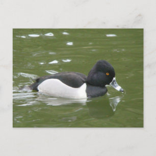 Ring-necked Duck Postcard