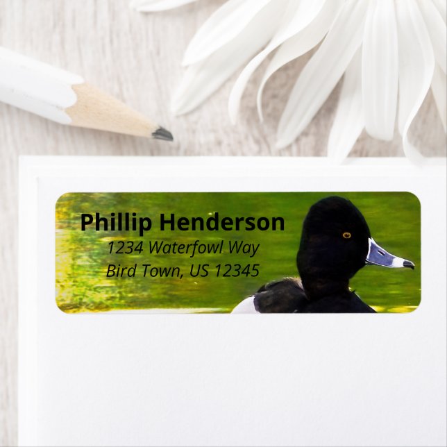 Ring-Necked Ducks Black & White Birds Green Water (Insitu)