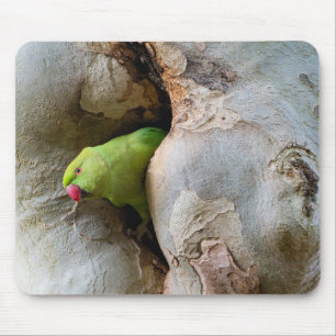 Ring-necked parrot, bird, nature mouse pad