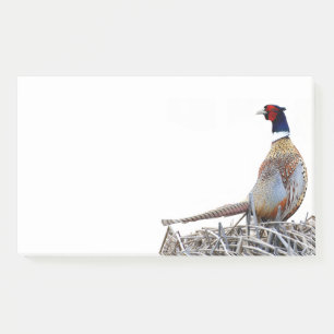 Ring-necked Pheasant Photo Post-it Notes