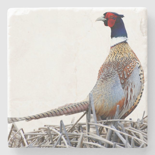 Ring-necked Pheasant Photo Stone Trivet Stone Coaster (Front)
