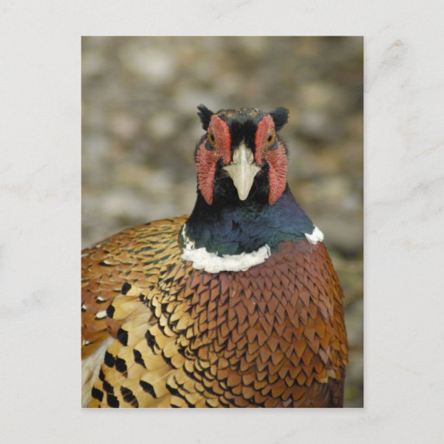 Ring Necked Pheasant Postcard (Front)