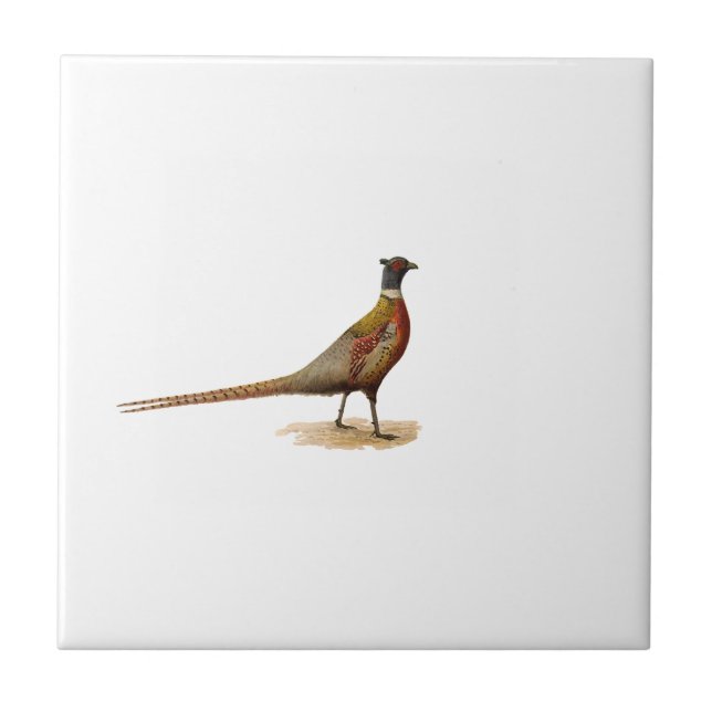 Ring-necked Pheasant Tile (Front)