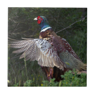 Ring Necked Pheasant Tile