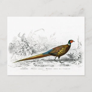 Ring Necked Pheasant - Vintage Art Postcard
