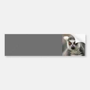 ring tail lemur bumper sticker