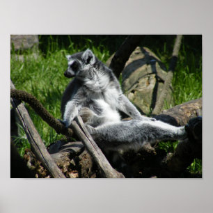 Ring-Tail Lemur Poster