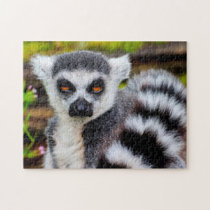 Ring Tail Lemur, Puzzle