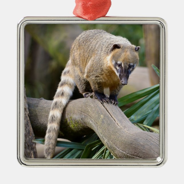 Ring-tailed Coati on branch Metal Ornament (Front)