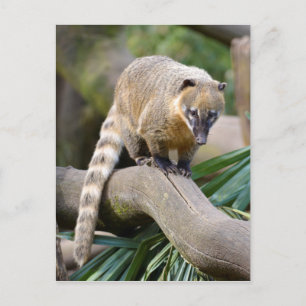 Ring-tailed Coati on branch Postcard