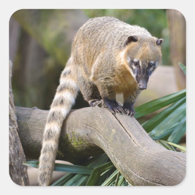 Ring-tailed Coati on branch Square Sticker (Front)