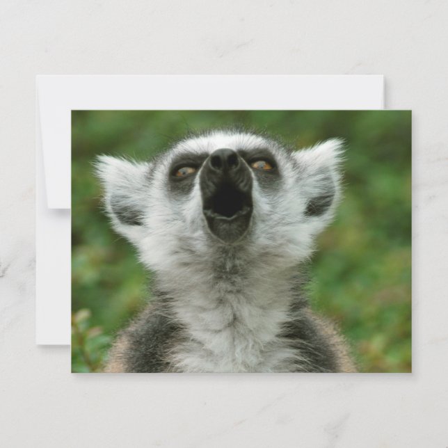 Ring-Tailed Lemur (Front)