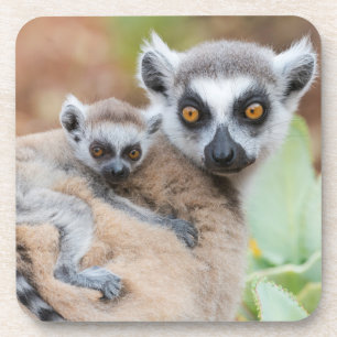 Ring-Tailed Lemur Baby on its Mother's Back Coaster