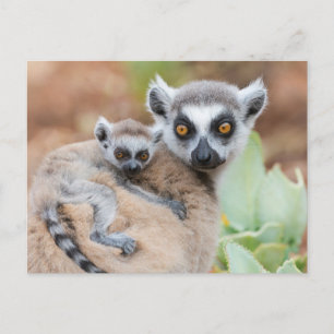 Ring-Tailed Lemur Baby on its Mother's Back Postcard