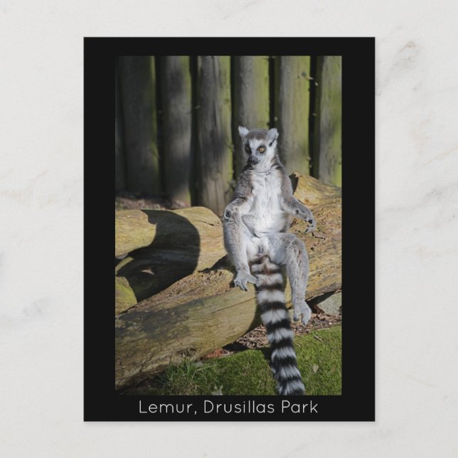 Ring Tailed Lemur Drusillas Park Postcard (Front)