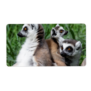 Ring-tailed Lemur Family