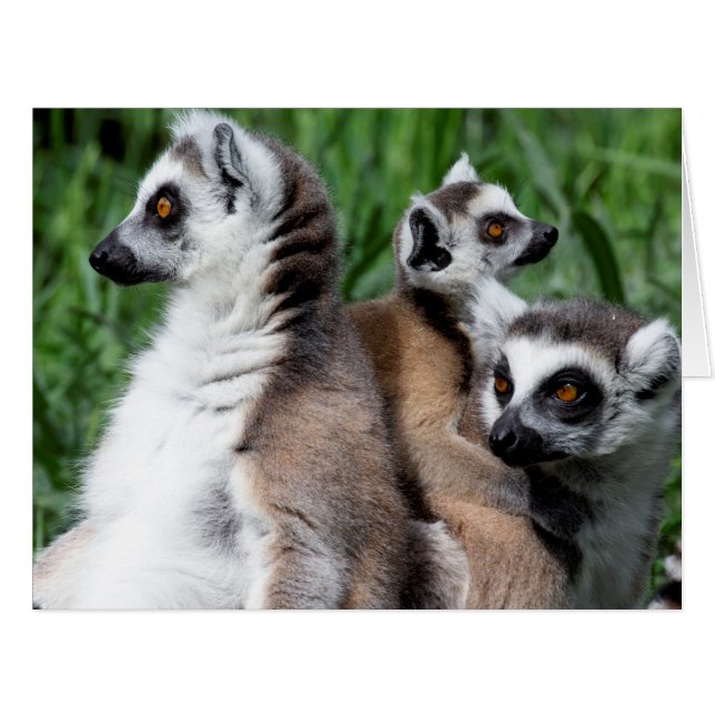 Ring-tailed Lemur Family (Front Horizontal)