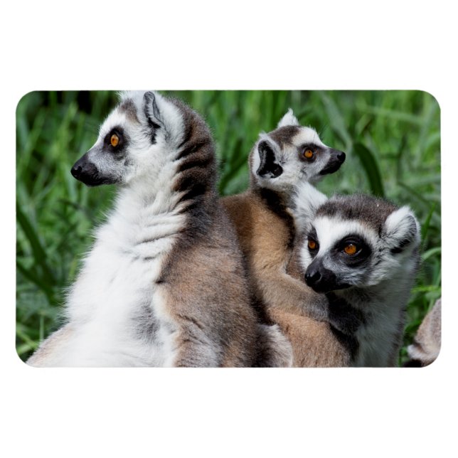 Ring-tailed Lemur Family Magnet (Horizontal)