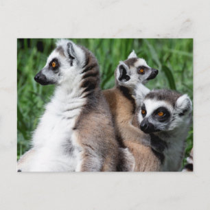 Ring-tailed Lemur Family Postcard