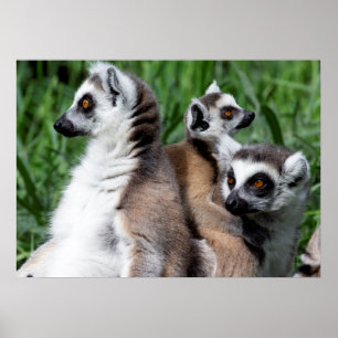 Ring-tailed Lemur Family Poster