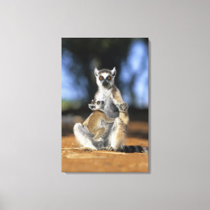 Ring-tailed Lemur, (Lemur catta), Mother and Canvas Print