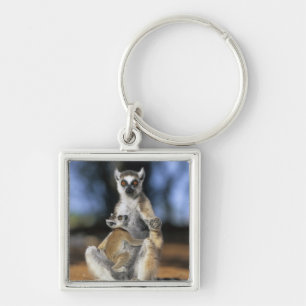Ring-tailed Lemur, (Lemur catta), Mother and Keychain