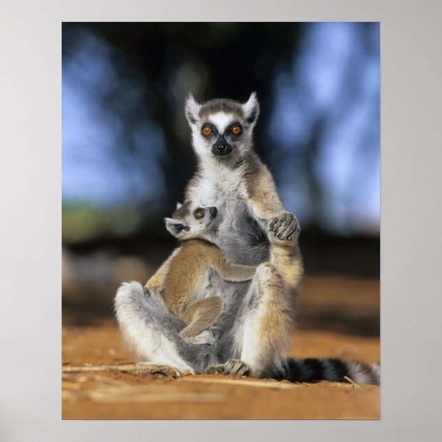Ring-tailed Lemur, (Lemur catta), Mother and Poster (Front)
