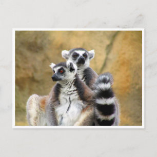 ring-tailed lemur love postcard