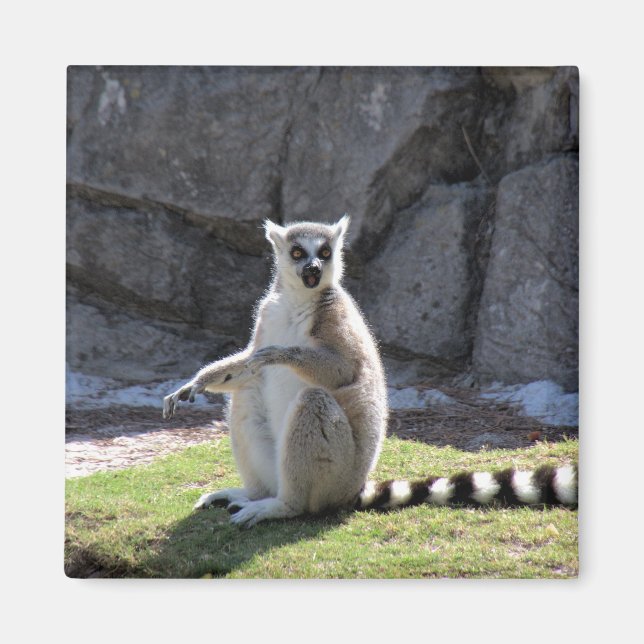 Ring-Tailed Lemur Magnet (Front)