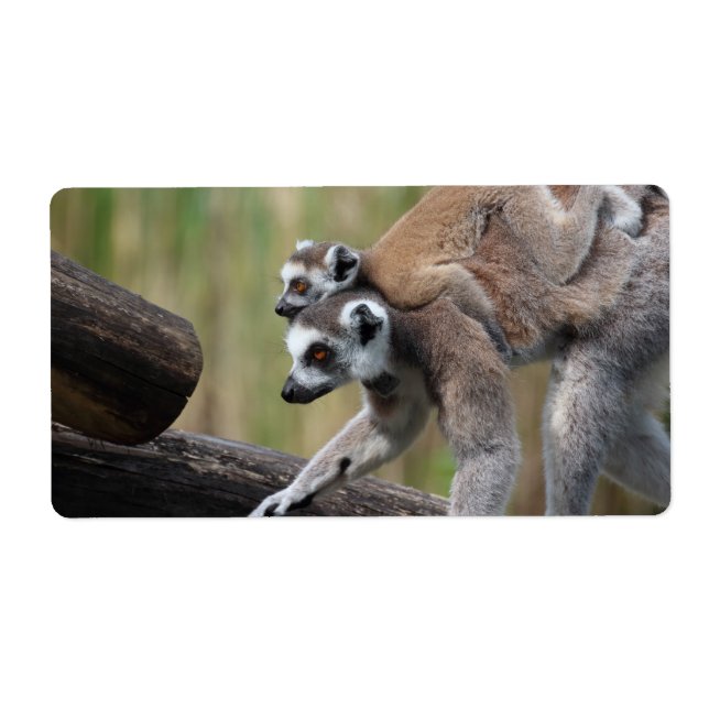 Ring-Tailed Lemur Mother And Baby (Front)