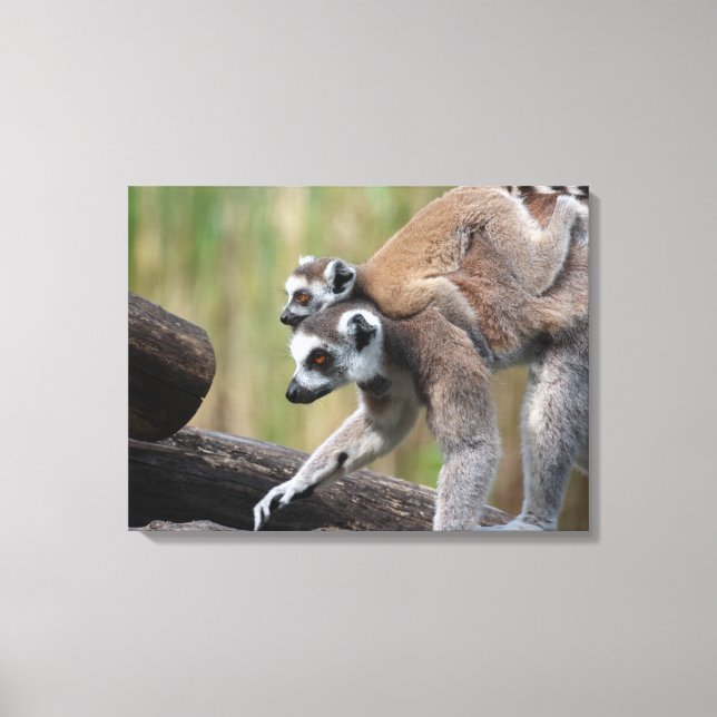 Ring-Tailed Lemur Mother And Baby Canvas Print (Front)