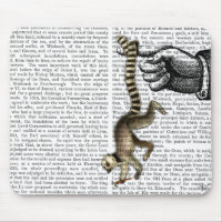 Ring Tailed Lemur on Finger 2