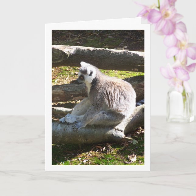 Ring-tailed Lemur On Logs Card (Orchid)