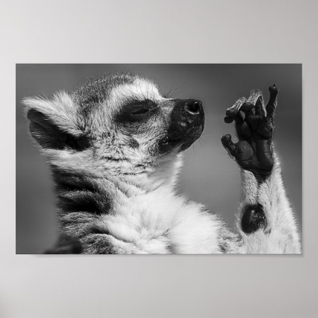 Ring Tailed Lemur Playing Poster (Front)