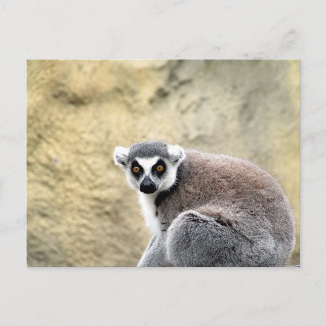 ring-tailed lemur postcard (Front)