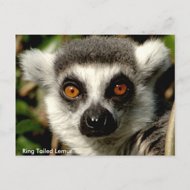 Ring-Tailed Lemur Postcard (Front)