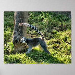 Ring Tailed Lemur Poster