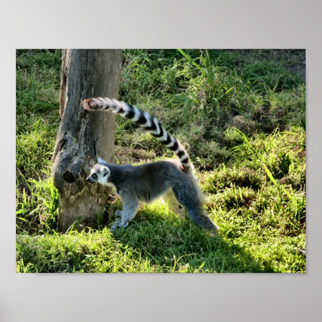 Ring Tailed Lemur Poster (Front)