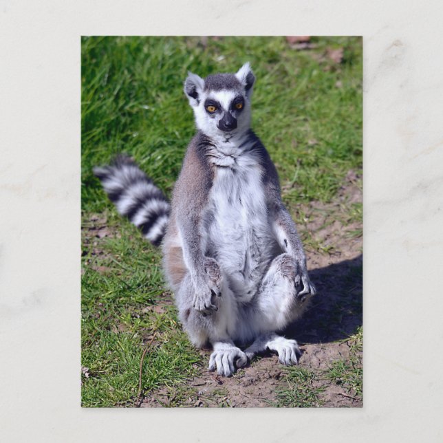 Ring-tailed lemur seating on grass postcard (Front)