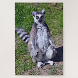 Ring-tailed lemur seating on grass postcard T-Shir Jigsaw Puzzle