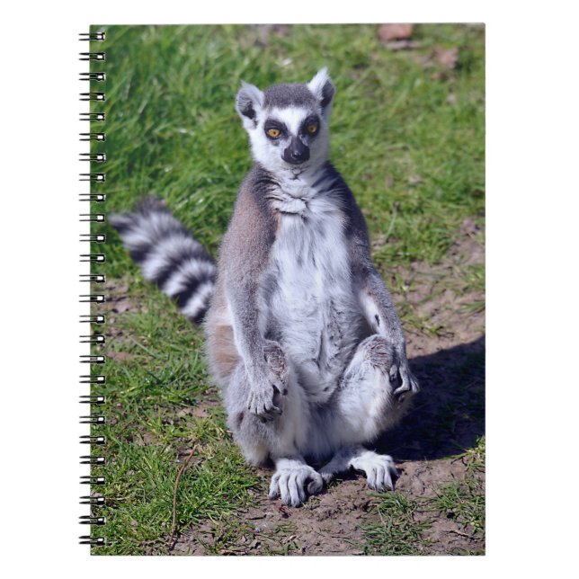 Ring-tailed lemur seating on grass postcard T-Shir Notebook (Front)