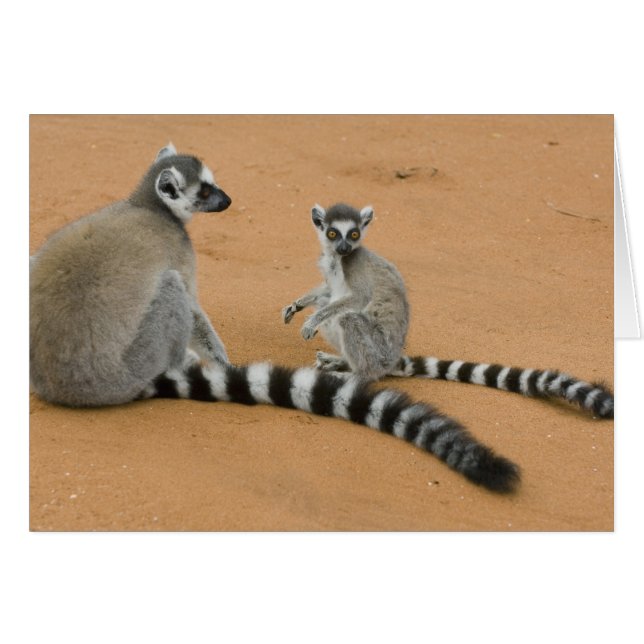 Ring-tailed Lemurs, (Lemur catta), Berenty (Front Horizontal)
