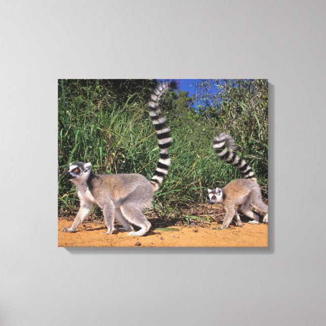 Ring-Tailed Lemurs (Lemur Catta), Berenty Canvas Print (Front)