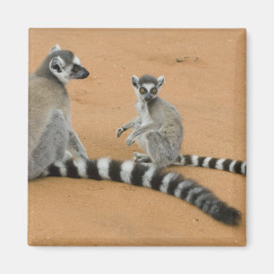 Ring-tailed Lemurs, (Lemur catta), Berenty Magnet