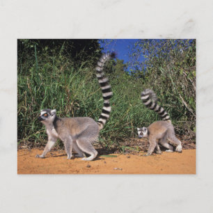 Ring-Tailed Lemurs (Lemur Catta), Berenty Postcard