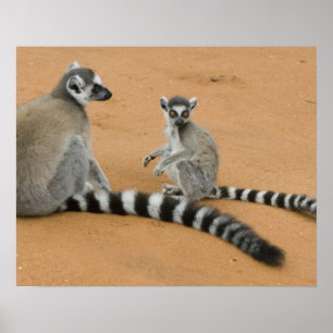 Ring-tailed Lemurs, (Lemur catta), Berenty Poster