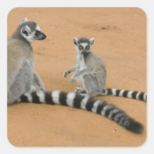 Ring-tailed Lemurs, (Lemur catta), Berenty Square Sticker