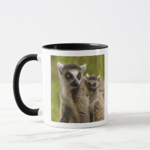 Ring-tailed lemurs (Lemur catta) Mother & baby. Mug