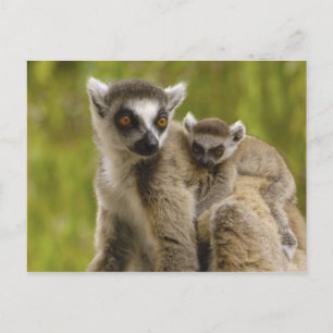 Ring-tailed lemurs (Lemur catta) Mother & baby. Postcard